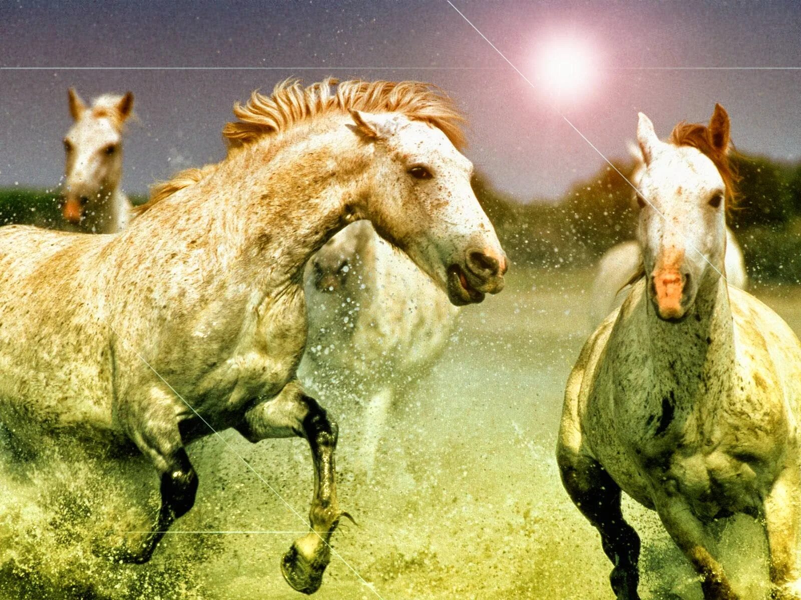 Табун диких лошадей. Картинки лошадей красивые. Веселая лошадь. Лошадь jpg.