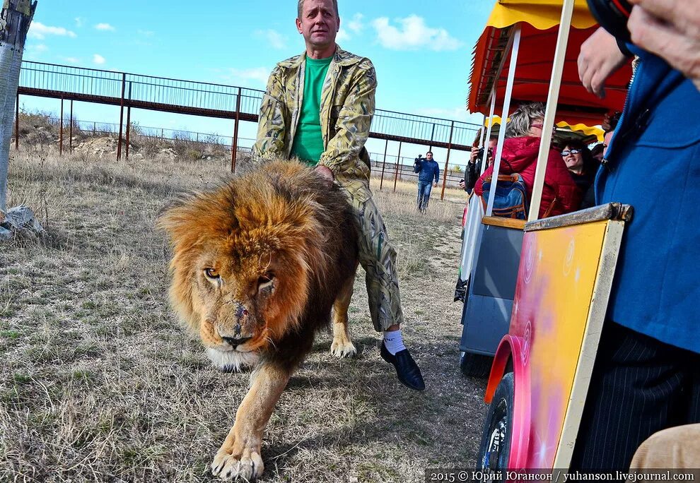 олег зубков парк львов тайган. белогорск крым парк львов тайган. тайган сафари парк в крыму. про тайган в крыму. про тайган в крыму.