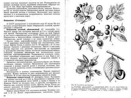 Боярышник строение