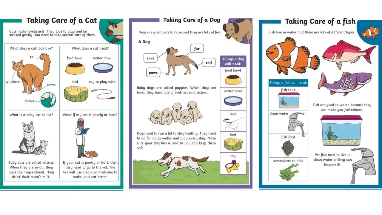 Pets Vocabulary. Talking about Pets Vocabulary. To look after a Pet. Looking after a Pet Vocabulary. After your pet