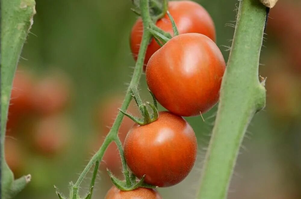 Семена томатов форум. Томат Кубанец f1. Томат Бехрам f1. Томат Орфей ф1. Томат Турино.