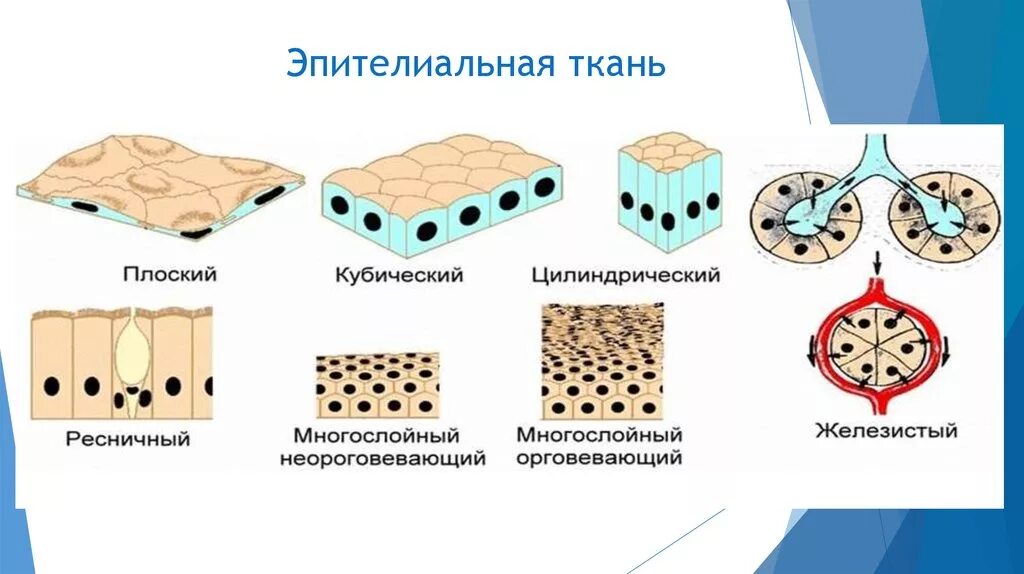 Какие функции выполняет эпителий. Эпителиальная ткань Тип ткани. Ткани человека эпителиальная ткань. Железистый эпителий Тип ткани. Типы эпителиальной ткани у человека.