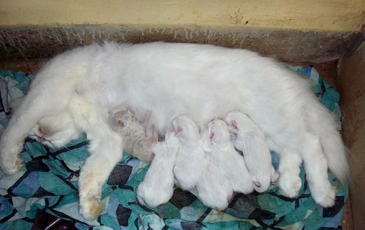 Кошка родила неделю. Беременность у кошек Продолжительность.