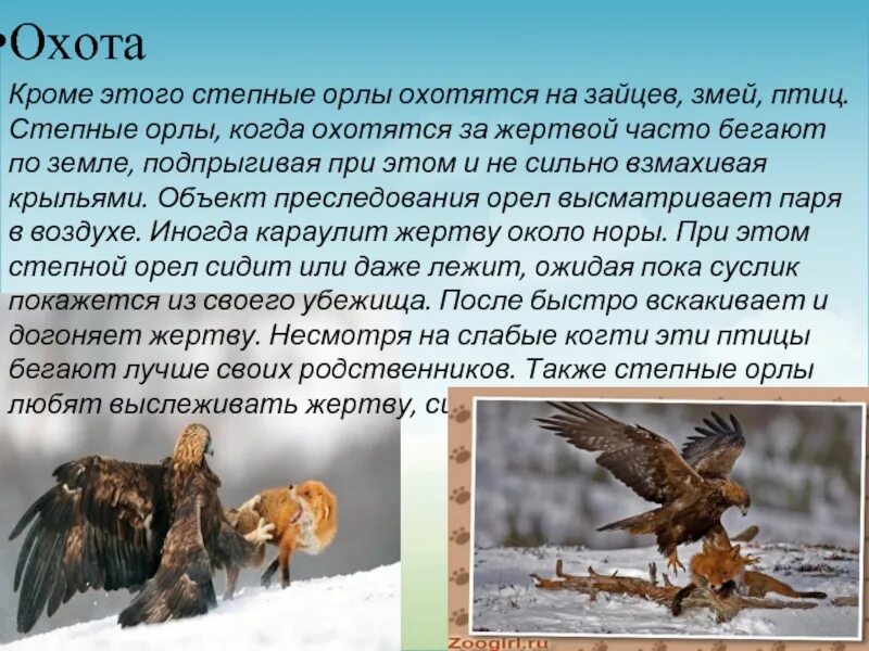 Степной орел сообщение 4. Сообщение о степном орле 4 класс окружающий мир. степной орел 4 класс окружающий мир. степной орёл краткое описание 2 класс. краткое сообщение о степном орле.