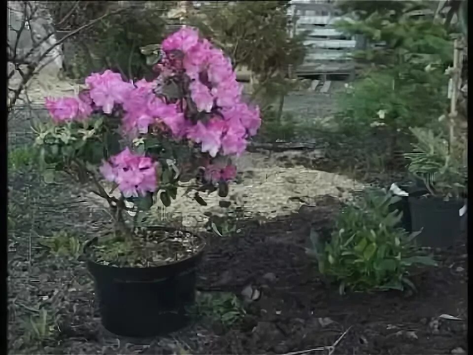 Рододендрон посадка весной в грунт. Рододендрон садовый посадка. Рододендрон Hellikki Rhododendron Hellikki. Рододендрон зимостойкий подкормка. Сажаем рододендрон весной.