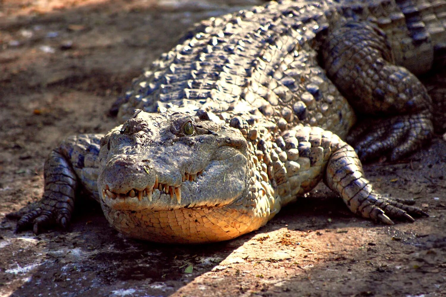 Крокодил про животных. Миндорский крокодил. Филиппинский крокодил[1] (Crocodylus mindorensis). Новогвинейский крокодил. Новогвинейский крокодил[2] (Crocodylus novaeguineae).