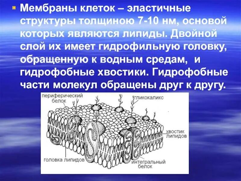 Основой мембран клеток. Строение плазматической мембраны. Строение мембраны клетки. Клеточная мембрана внешнее строение. Строение клеточной мембраны.