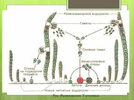 Гаметофит улотрикса это