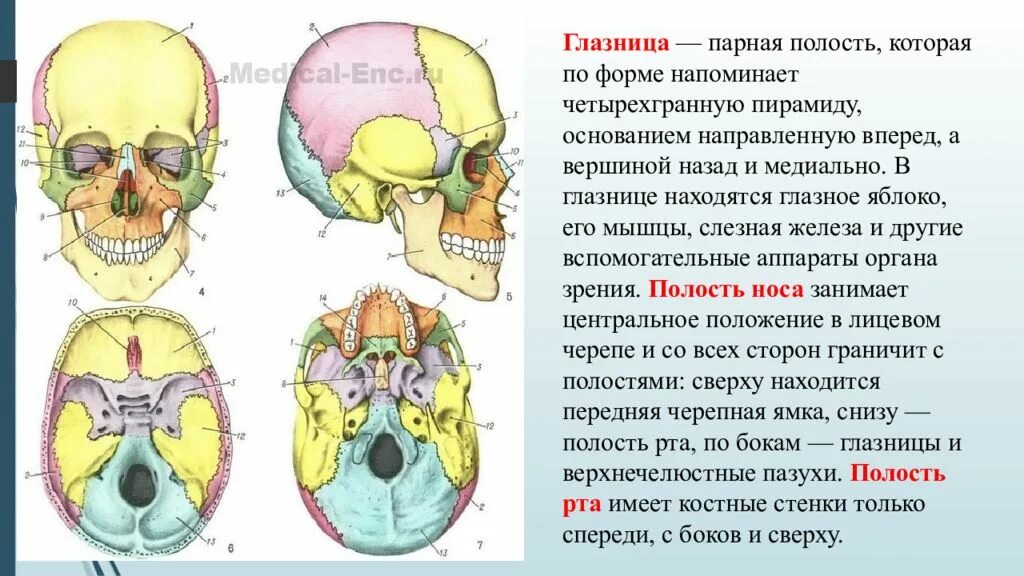 Образование кости черепа. Глазница черепа анатомия. Ротовая полость анатомия черепа. Черепные ямки глазницы полость носа полость рта строение функции. Особенности строения костей основания черепа.