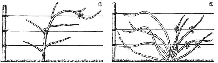 Как обрезать ежевику весной для начинающих правильно. Подвязка ежевики бесшипной. Формировка ежевики бесшипной. Ежевика бесшипная на шпалере. Подвязка ежевики Блэк сатин.