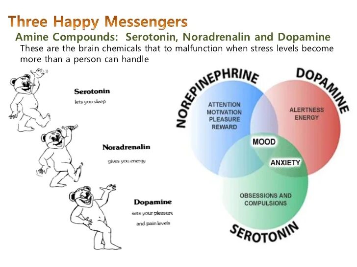 Hormones of Happiness. Серотонин в мозге. Серотонин приложение. Happiness Tour Serotonin.