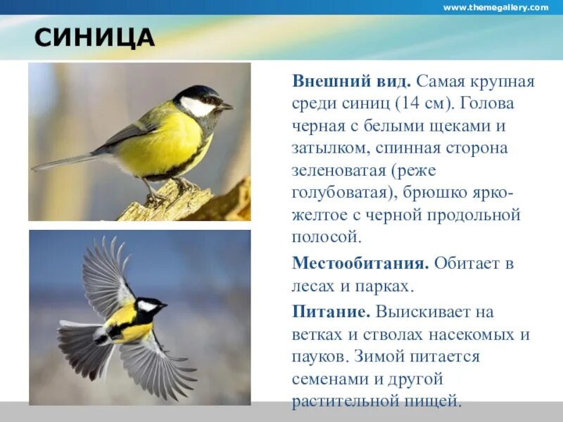 Описание синицы. Внешнее описание синицы. Описание синички. Синичка описание для детей.