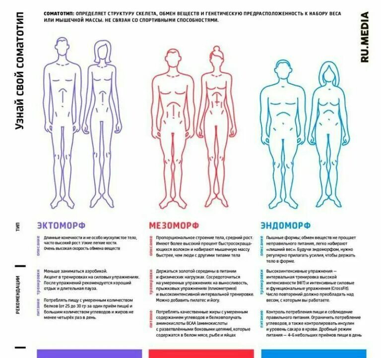 Типы строения тела. Типы телосложения человека. Характеристики телосложения человека. 3 Типа телосложения человека. Как определить избранного человека