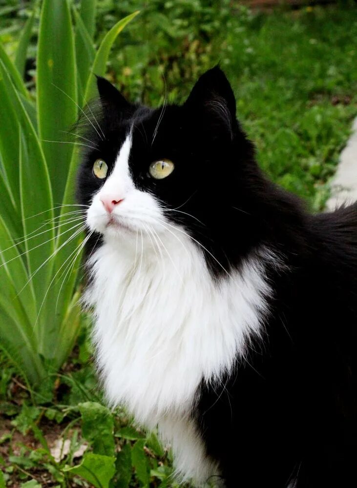 Ангорская кошка. Норвежский лесной кот черный. Норвежская лесная черная. Норвежская белая кошка. Норвежская лесная кошка биколор.