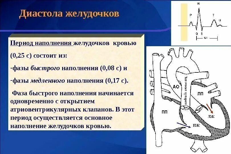 Общая диастола предсердий составляет
