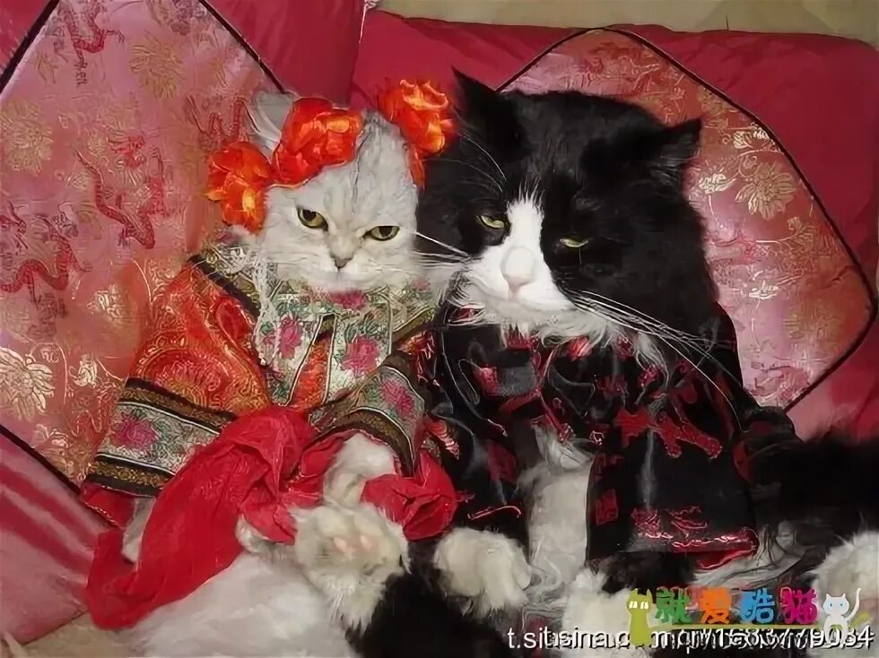 Кошки в свадебных нарядах. Кошачья свадьба. Свадебные котята. Кот и кошка свадьба.