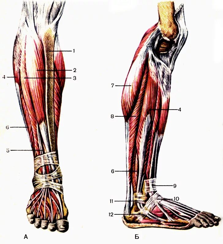 Передняя большеберцовая мышца голени. Сухожилия икроножной мышцы анатомия. Передняя большеберцовая мышца, m. Tibialis anterior. Сухожилие передней большеберцовой мышцы. Часть ноги на б
