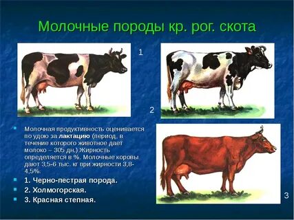 Какой удой у коровы