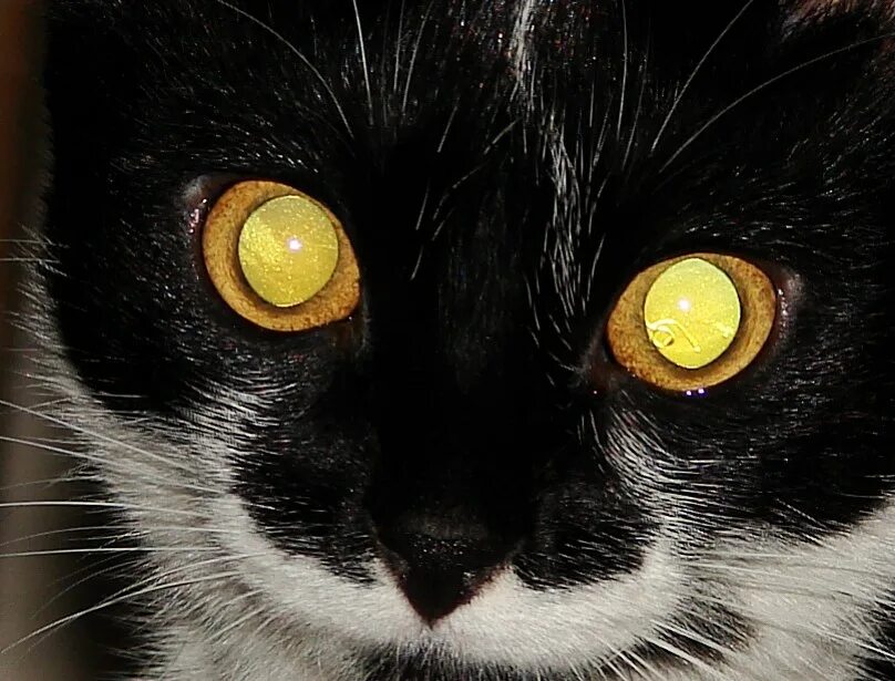 Кошачий глаз. Красный кошачий глаз. Коты с красными зрачками. Зрачок кошки.