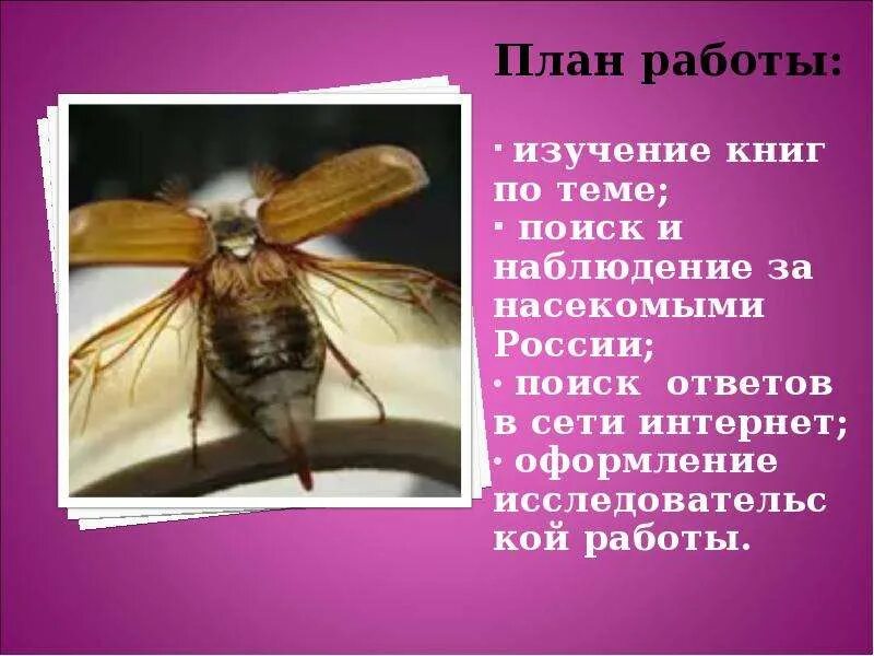 Почему пчел относят к насекомым. Пчелы относятся к классу насекомых. Почему пчела насекомое 2 класс. Почему пчела является насекомым 2 класс.