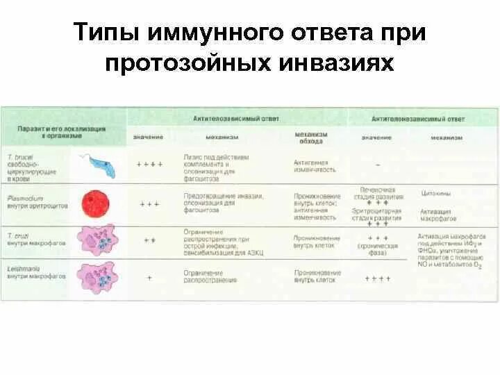 Компонент иммунного ответа. Иммунный ответ при протозойных инфекциях. Типы иммунного ответа. Типы и виды иммунного ответа. Типы иммунного ответа и факторы их определяющие.