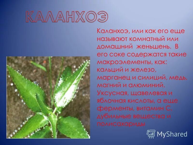 каланхоэ информация для детей. родина цветка каланхоэ. каланхоэ лечебное растение комнатное. каланхоэ светолюбивое растение. комнатное растение каланхоэ родина растения.