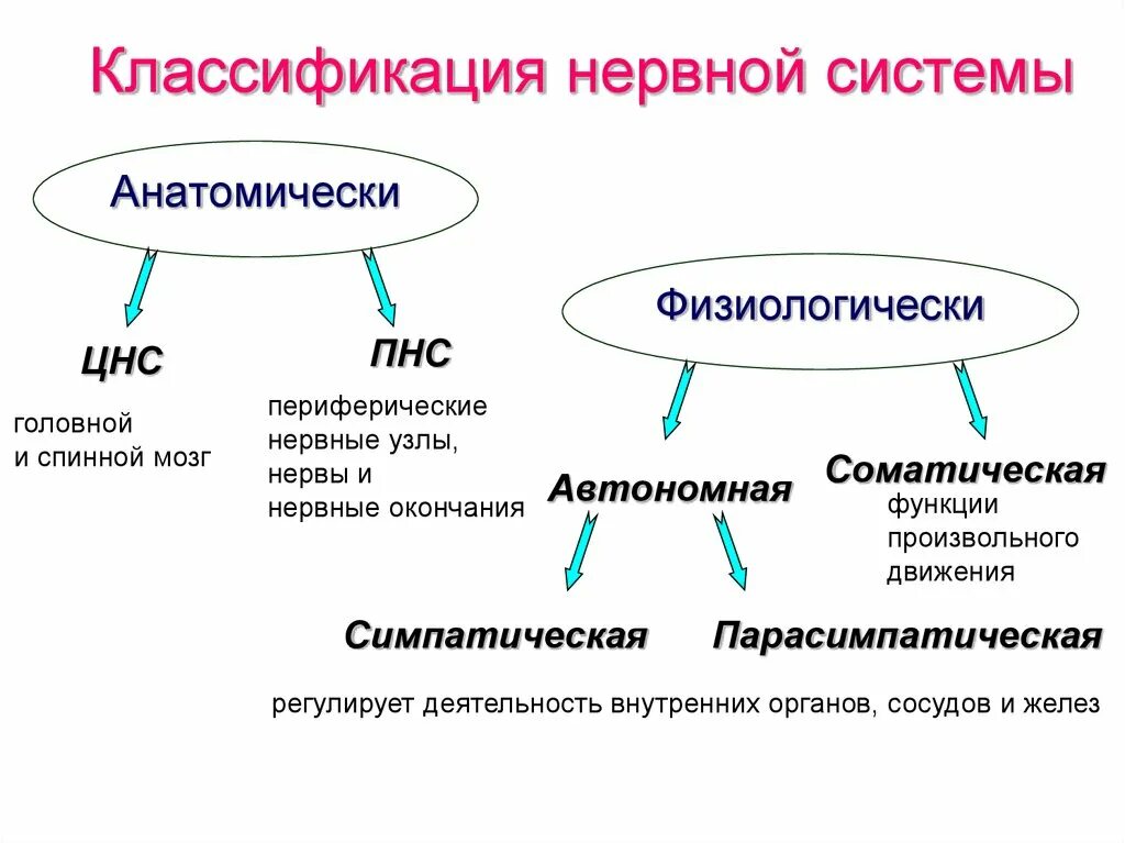 Классификация отделов нервной системы. Классификация нервной системы схема. Классификацию отделов и органов нервной системы. Функциональная классификация нервной системы.