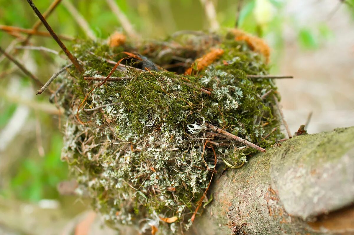 Полевой жаворонок птенец. На земле в ямке делает небольшое гнездо. Животные которые впадают в спячку. Ежик описание. Как ежик готовится к зиме.