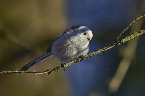 Птенцы длиннохвостой синицы фото