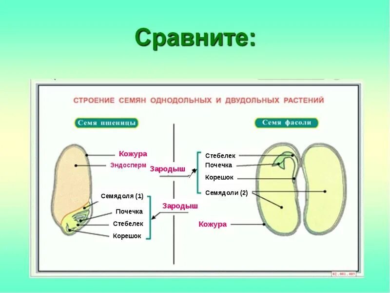 Заполни таблицу строение семени Признаки характерные однодольным