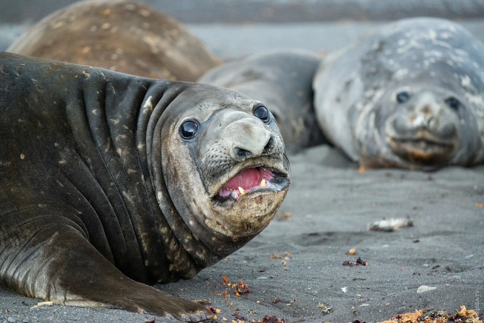 тюлень носорог. ластоногие моржи. южный морской слон самка. северный морской слон. тюлень морж морской котик морской лев.
