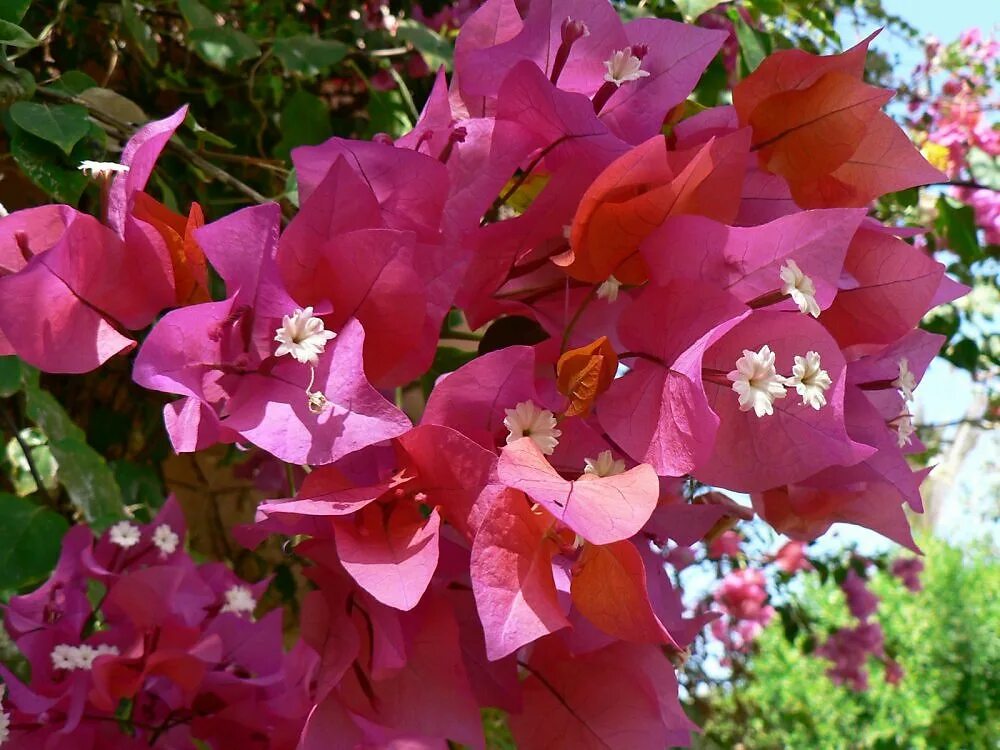 египет море цветы. красные цветы египет. гибискус в египте. цветущие деревья египта. цветок гибискуса.