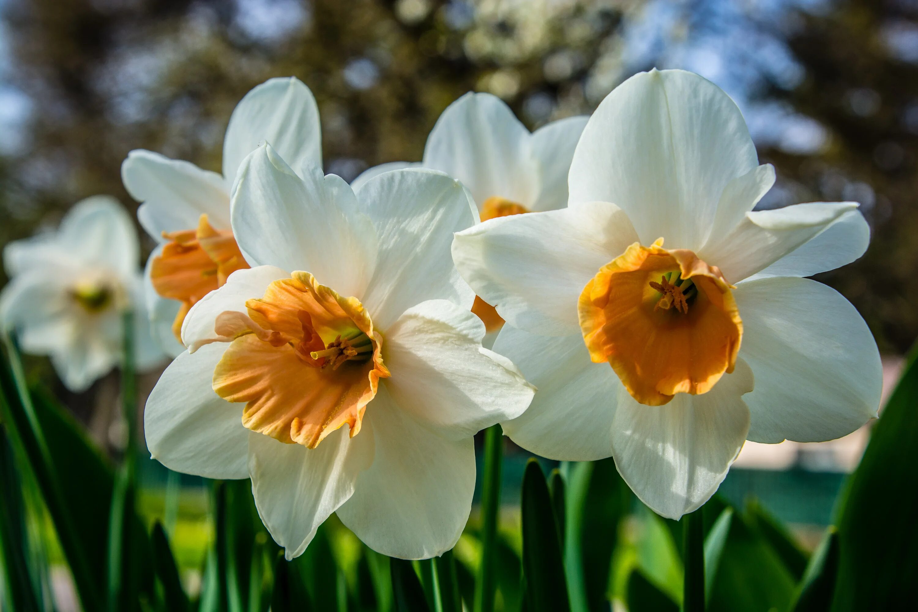 Daffodil Нарцисс. Нарцисс (Narcissus). Нарцисс Actaea. Нарцисс Birma. Нарцисс первоцвет