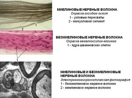 Миелиновое нервное