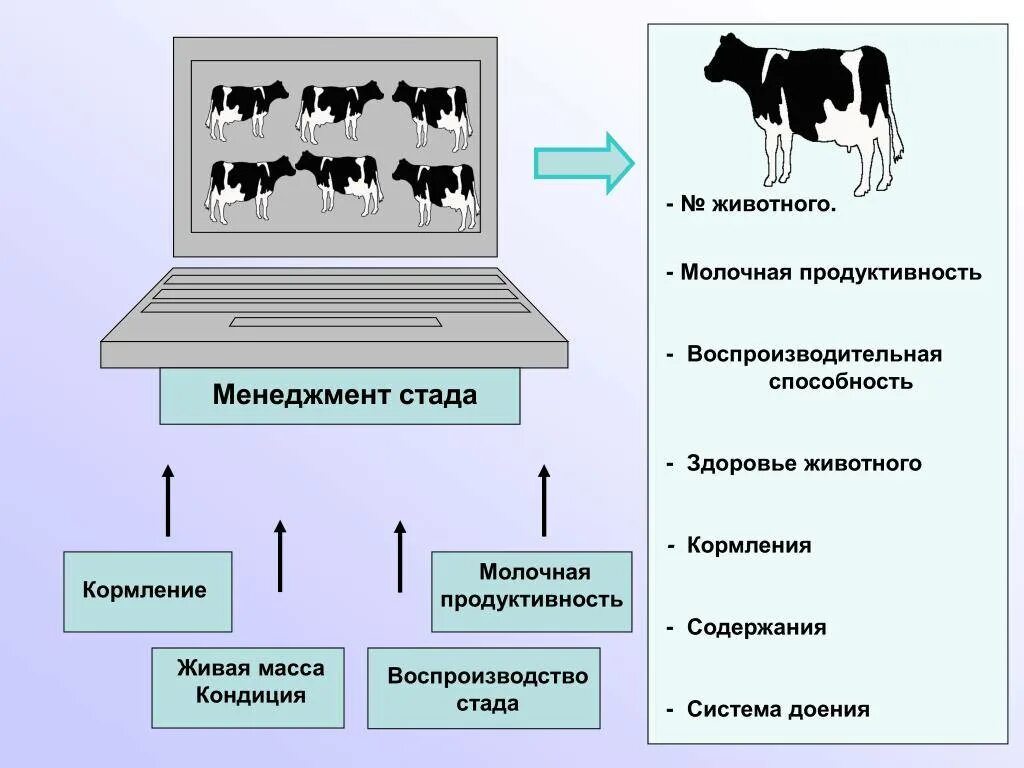 Физиологические состояния животных. Увеличение продуктивности коров. продуктивность сельскохозяйственных животных. молочная продуктивность животных. продуктивность скотоводства это.