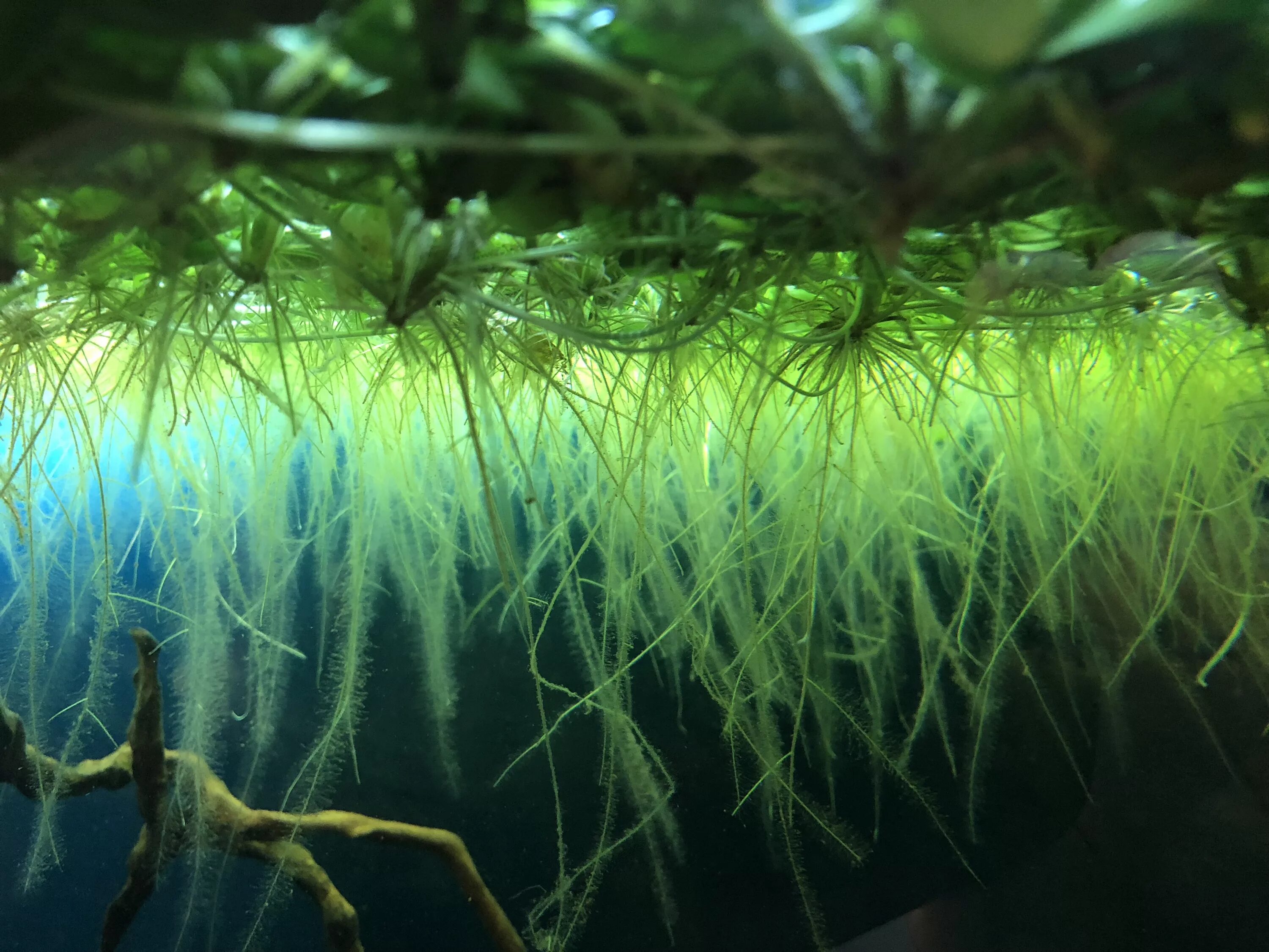 Лимнобиум побегоносный. Лимнобиум побегоносный аквариумное растение. Лимнобиум губчатый в аквариуме. Аэрофитон водоросли.