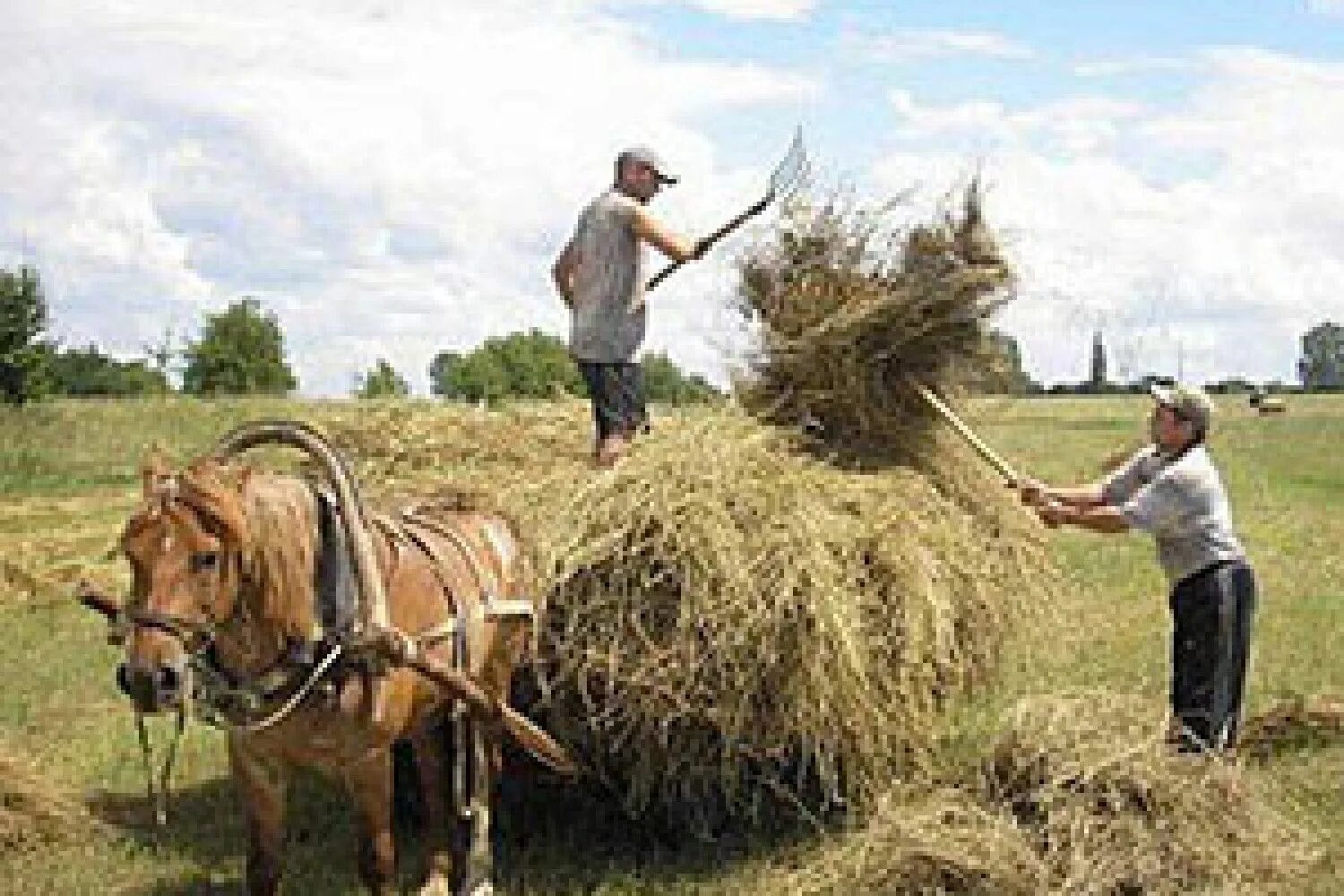 Жители сельской местности. Сбор урожая в деревне. Труд человека в деревне. Деревня 1990 сенокос. Картина огород.