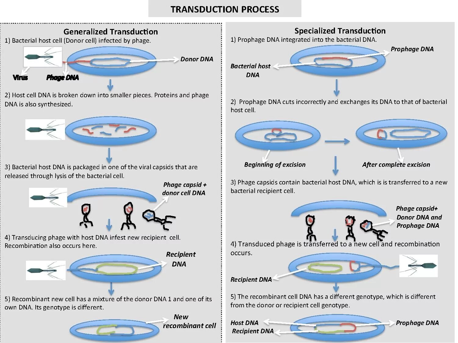 Различия трансдукции и трансформации. Трансфекция и трансдукция. Трансформация и трансдукция. Трансфекция бактерий.
