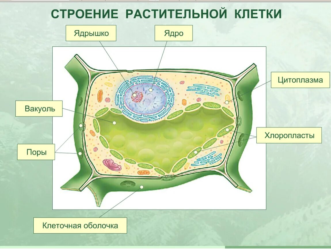 Полость в цитоплазме клетки 7 букв. Растительная клетка 5 класс биология. Строение растительной клетки 5 класс биология рисунок. Клетка растения 5 класс биология. Изображение растительной клетки 5 класс биология.