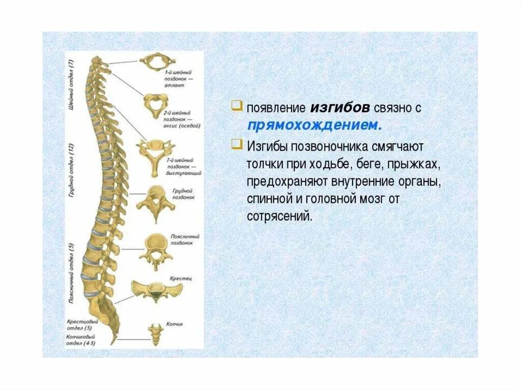 Скелет туловища презентация 8 класс. Скелет туловища презентация 8 класс