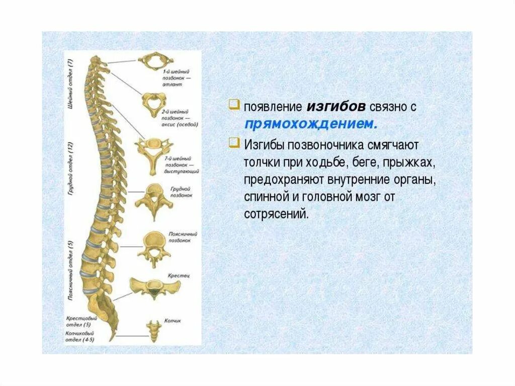 Изгибы костей. Биология 8 класс скелет головы и туловища. Афо скелета туловища. Биология 9 класс скелет туловища. Скелет туловища 8 класс биология.