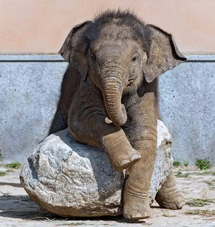 Слон в Московском зоопарке. Всемирный день слонов. Всемирный день слонов «Слоноуин». Всемирный день защиты слонов в зоопарках.
