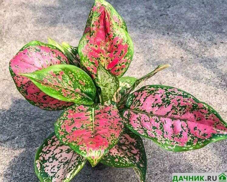 Аглаонема сорт ред. Аглаонема unyamanee. аглаонема кримсон лав. аглаонема red. аглаонема china red.