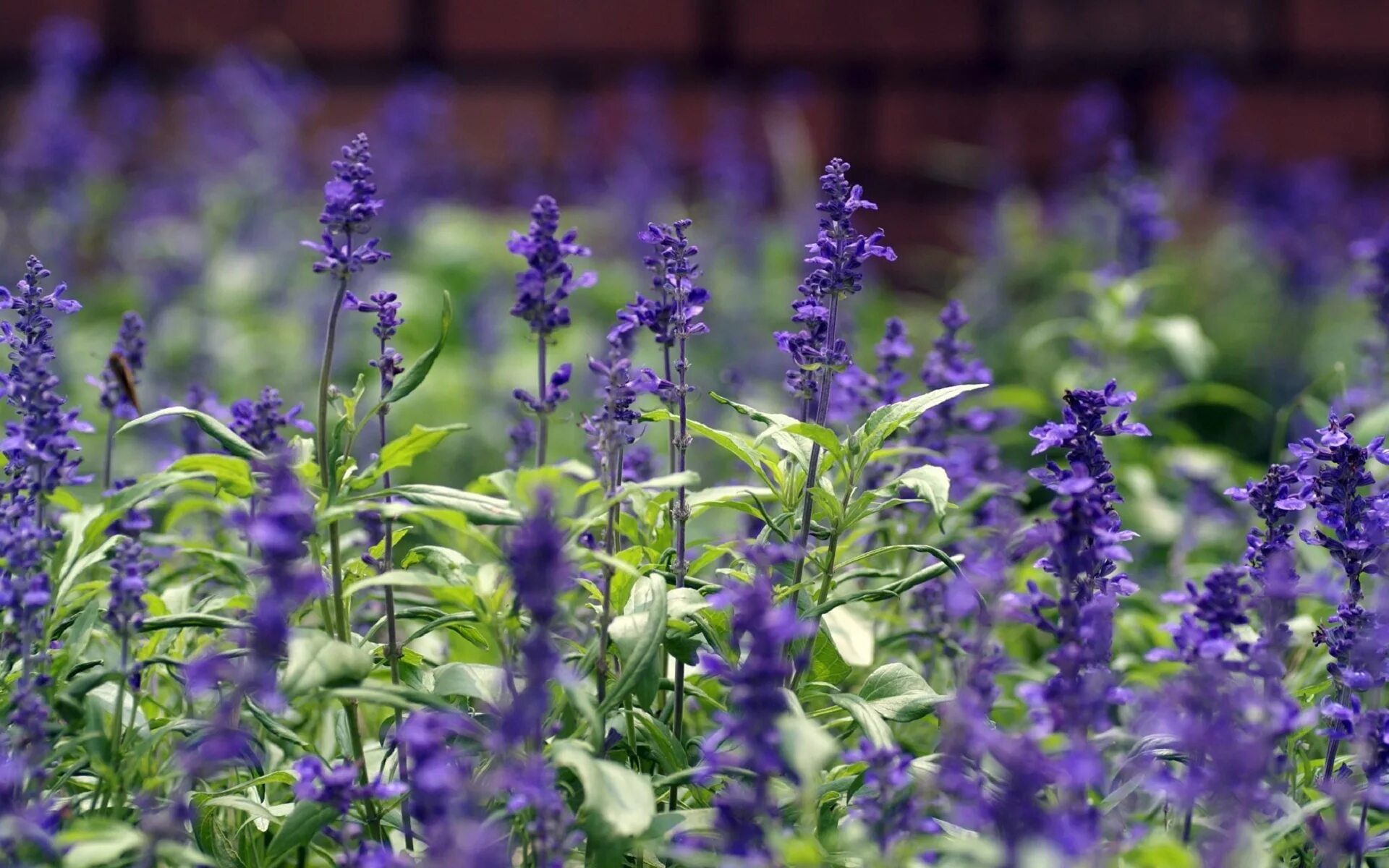 название фиолетовых полевых цветов. шалфей луговой. шалфей сиреневый полевой. фиолетовые полевые цветы. полевой цветок медовник сиреневый.