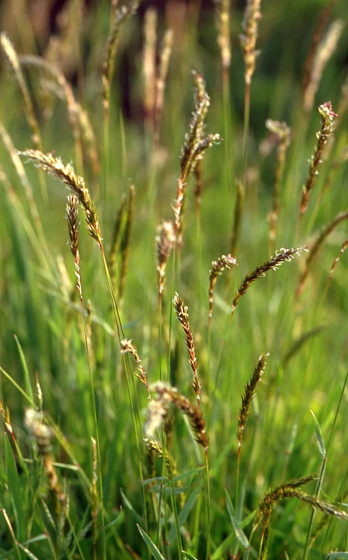 Злаковые луговые. Anthoxanthum odoratum. Душистый колосок обыкновенный. Колосок душистый (Anthoxanthum odoratum l.). Зубровка злак.