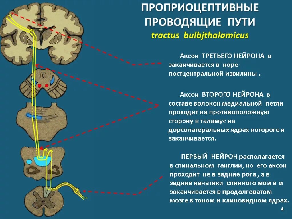 Рецепторы какой отдел нервной системы. Проводящие пути проприоцептивной чувствительности схема. Проводящие пути проприоцептивной чувствительности. Проводящие пути ЦНС проприоцептивные. Путь проприоцептивной чувствительности схема.