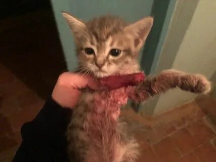 Видео кота без