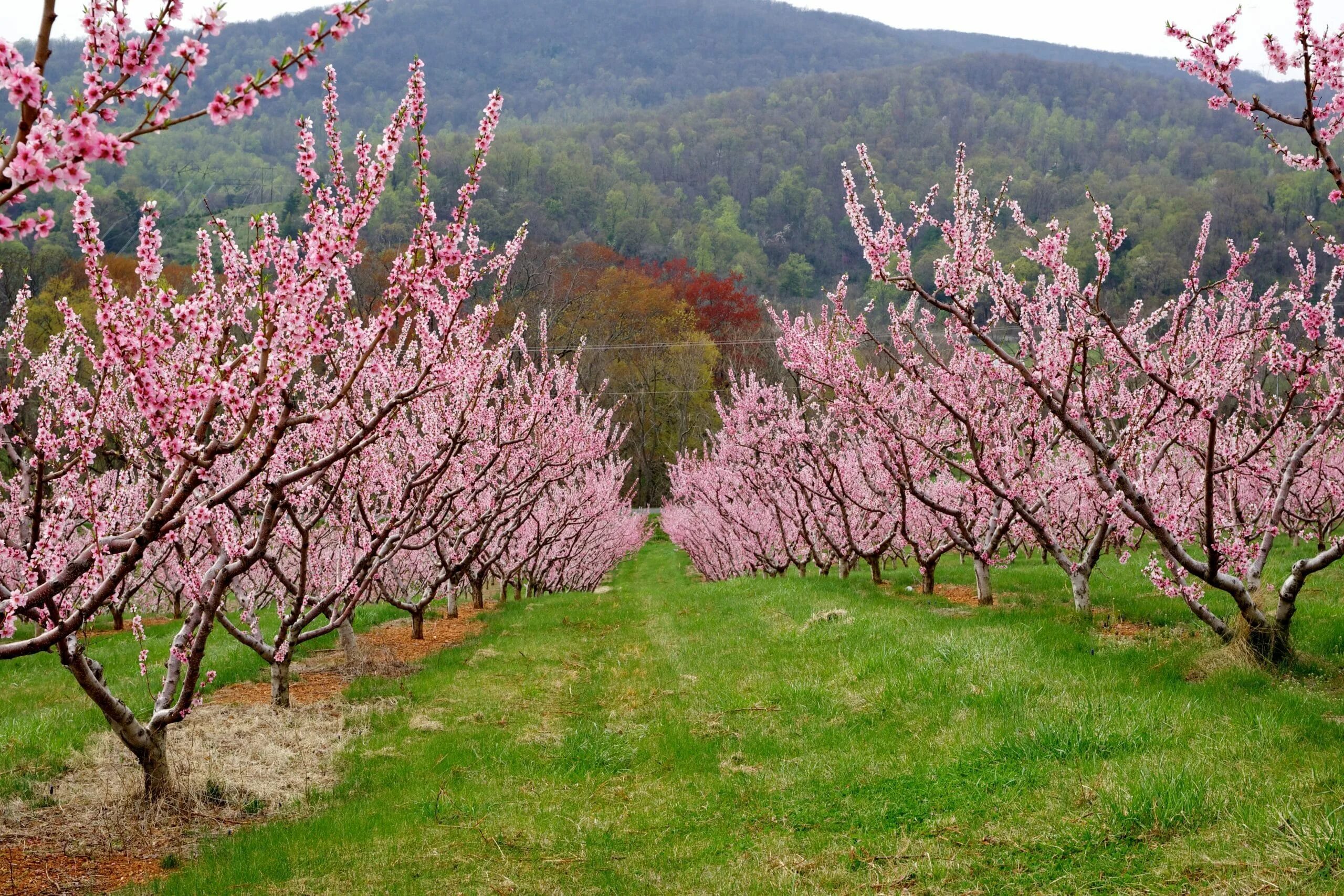 Цветущее дерево персика. Персиковые сады Пшада. Цветущий персик / Blooming Prunus persica. Дерево Урюк Узбекистан. Персиковый сад Криница.