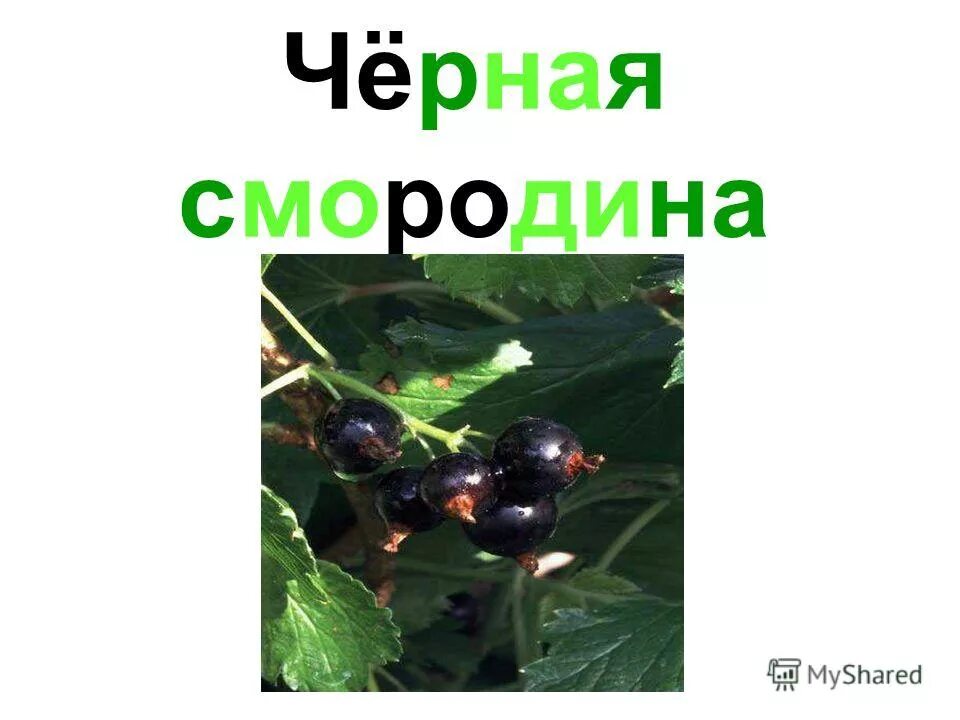 Этикетка черная смородина. Систематика смородины черной. Смородина для презентации. Смородина черная лючия. Этикетки на варенье смородина.