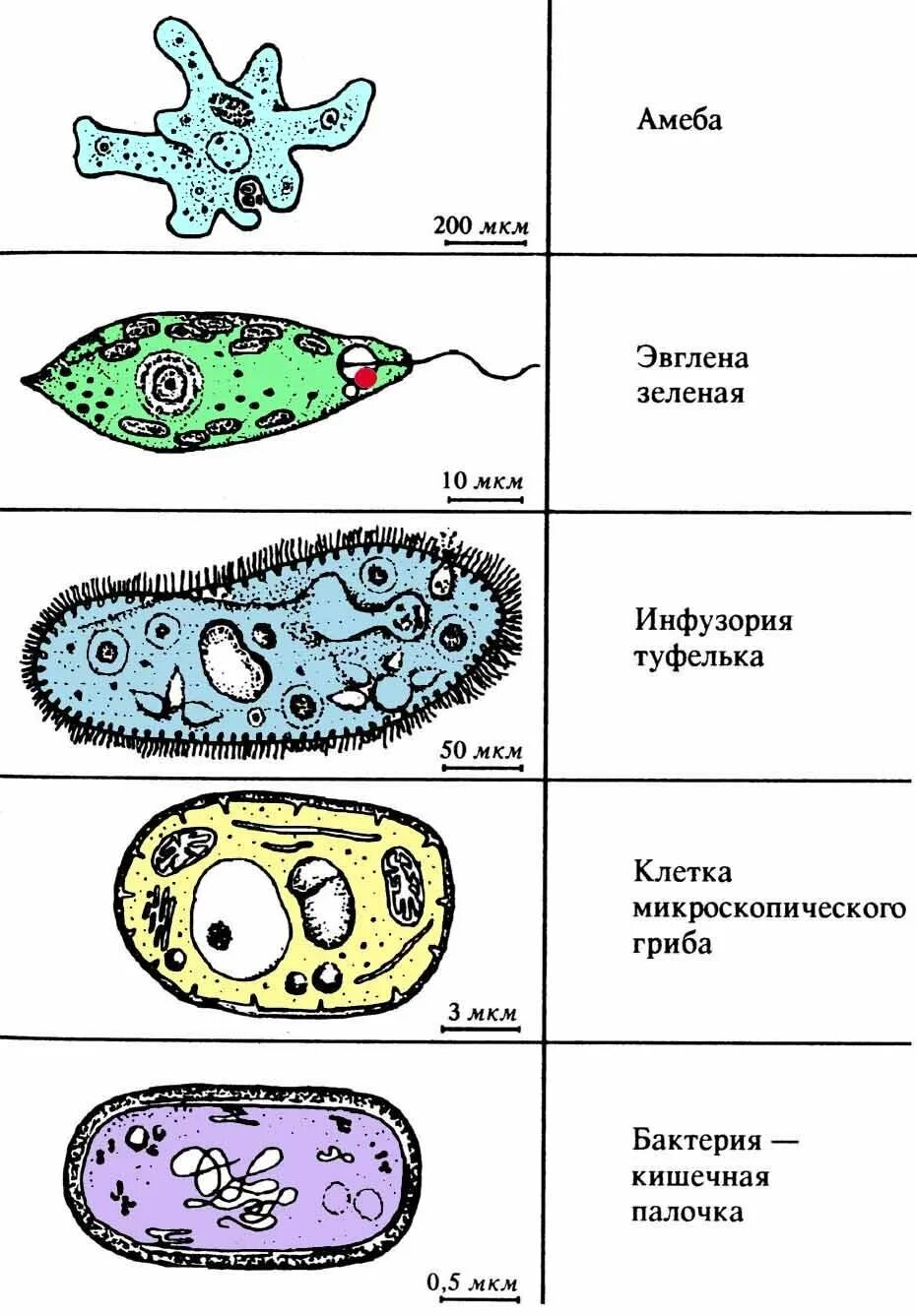 Почему простейшие живые. Клетка по биологии инфузория туфелька. Инфузории протисты. Одноклеточные бактерии названия. Простейшие одноклеточные организмы.